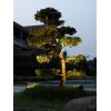 Подсветка деревьев Oasis-Light HAMBURG W77169